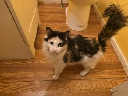 An adult medium-sized female Domestic Long Hair cat named Puddles for adoption in Berwick, PA