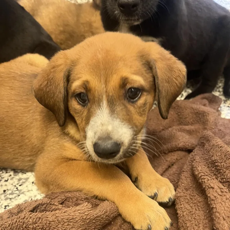 A baby large-sized female Mixed Breed dog named Pumpkin for adoption in Madisonville, TN