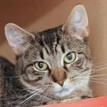 An adult small-sized female Brown / Chocolate Domestic Short Hair cat named Mia for adoption in Hilliard, OH