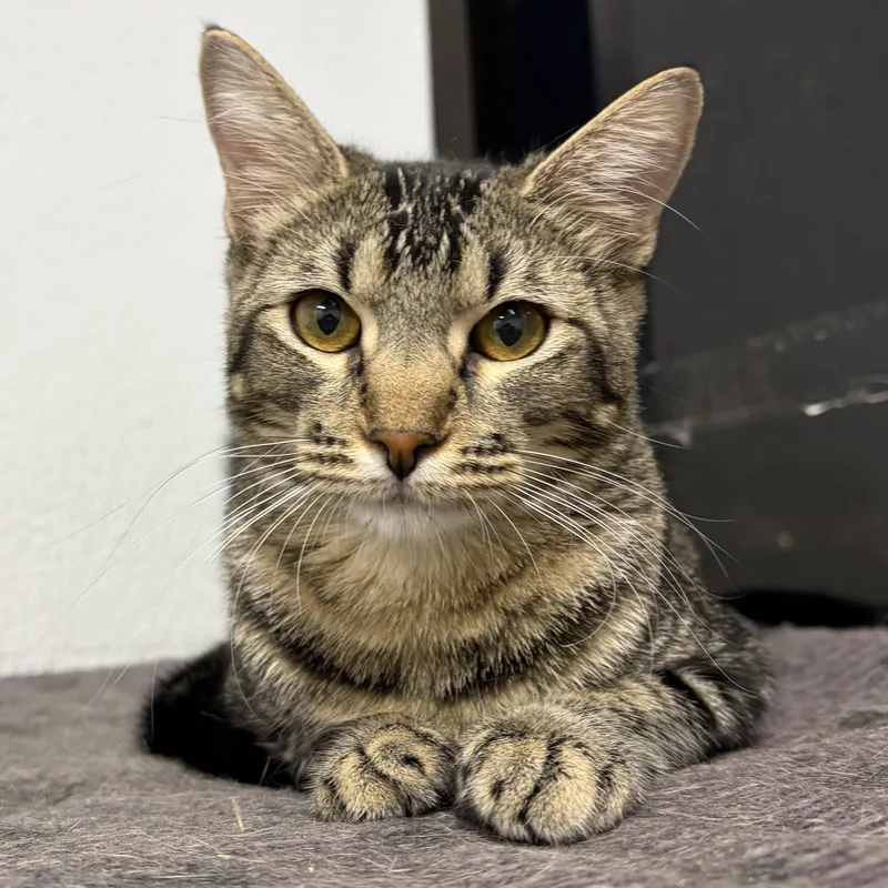 A baby medium-sized male Tabby (Brown / Chocolate) Domestic Short Hair cat named Asher for adoption in Los Angeles, CA