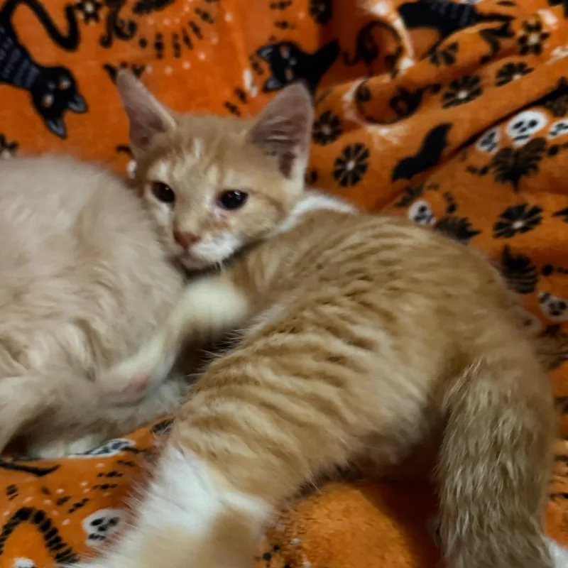 A baby small-sized male Domestic Medium Hair cat named Tigger for adoption in Lancaster, OH