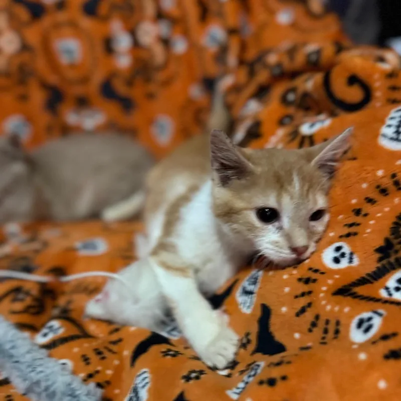 Tigger thumbnail 2