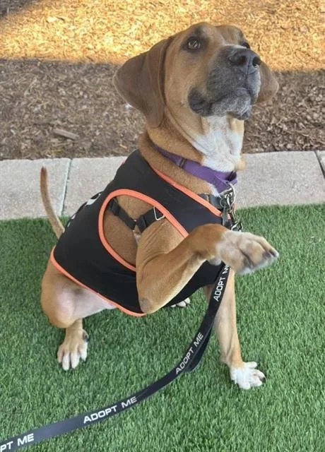 An adult large-sized male Mixed Breed dog named Donut for adoption in Jacksonville, FL