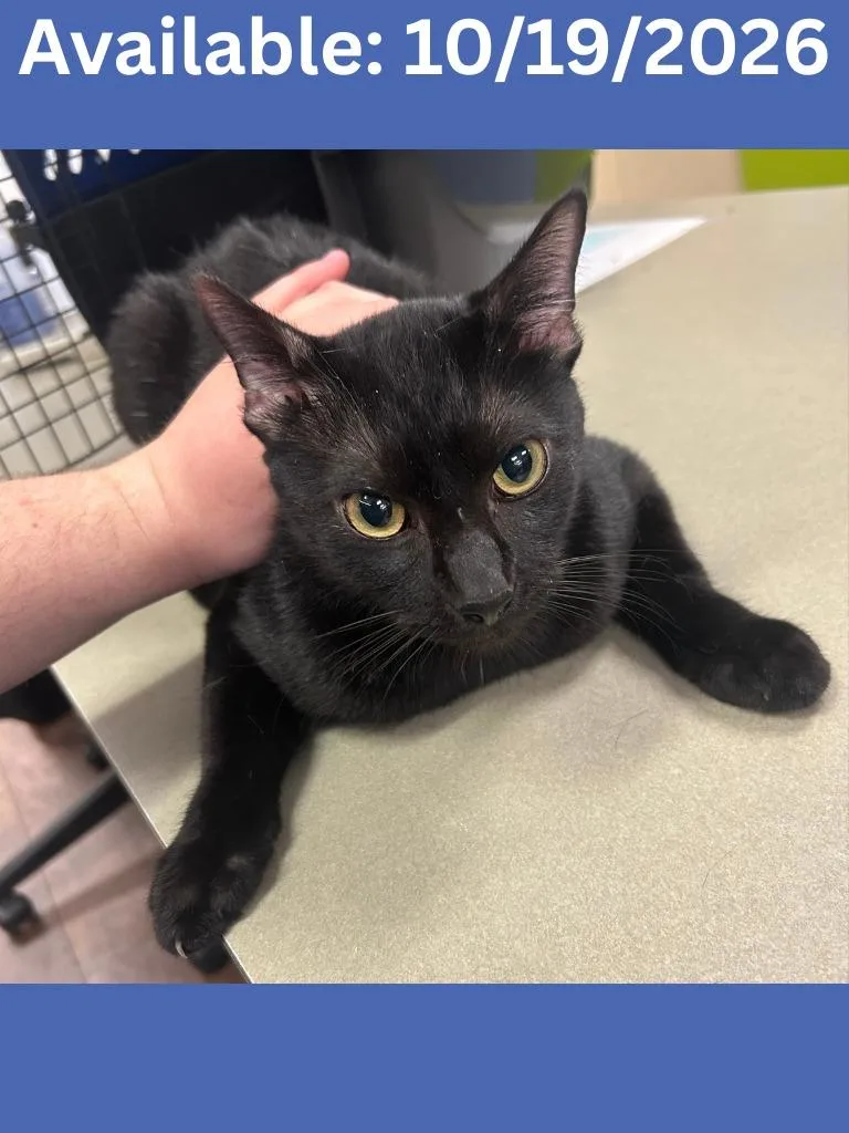 A young medium-sized male Domestic Short Hair cat named Cat Condo for adoption in Greenville, TX