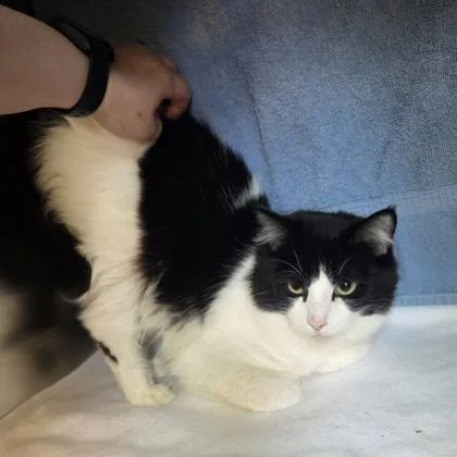 A young medium-sized male Domestic Short Hair cat named RuPawl for adoption in Westland, MI