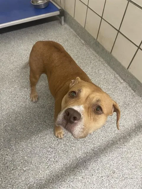 An adult medium-sized female Pit Bull Terrier dog named Giselle for adoption in Pasadena, TX