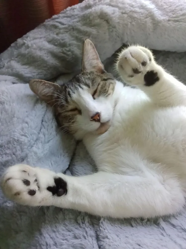 A young small-sized female White Tabby cat named Pandora for adoption in Warren, CT