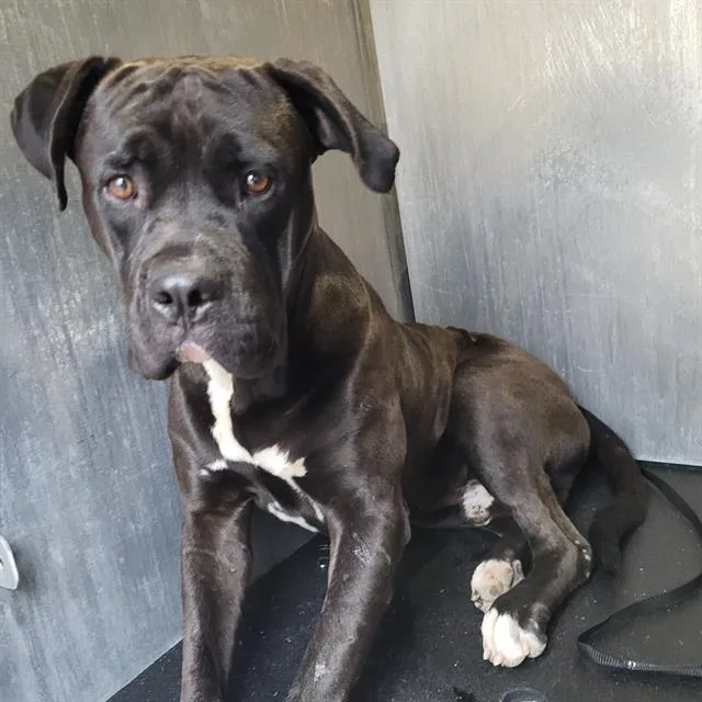 A young large-sized male Mastiff dog named Boss for adoption in San Antonio, TX
