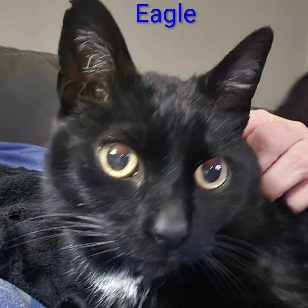 An adult small-sized male Black Domestic Short Hair cat named Eagle for adoption in Carmel, IN