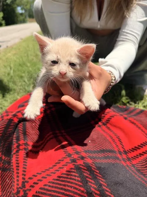 A baby small-sized male Domestic Short Hair cat named Cade for adoption in Dallas, TX