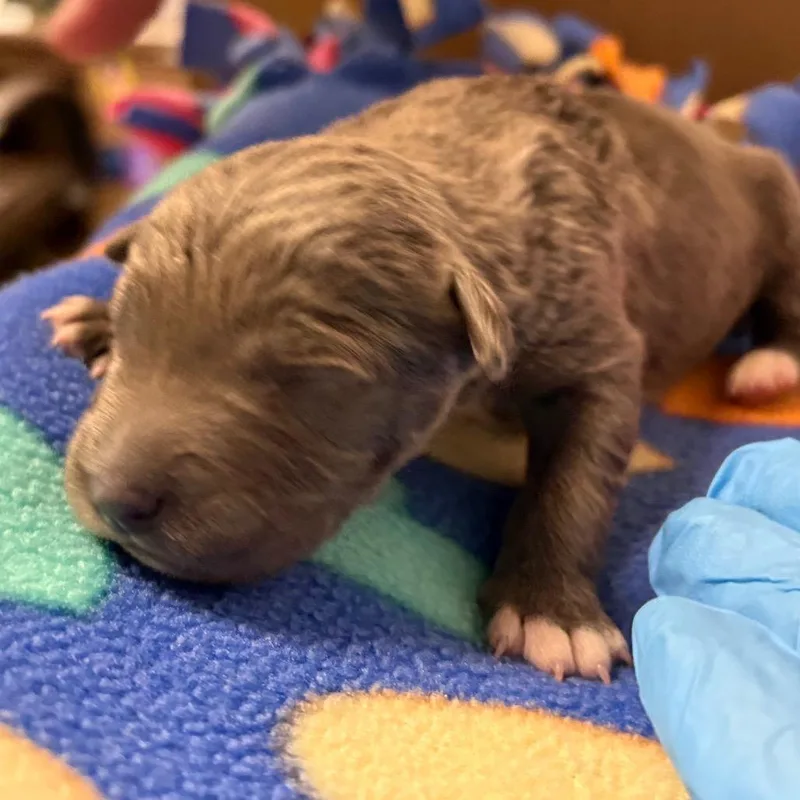 A baby small-sized female Gray / Blue / Silver Border Collie dog named Liv for adoption in Yuma, AZ