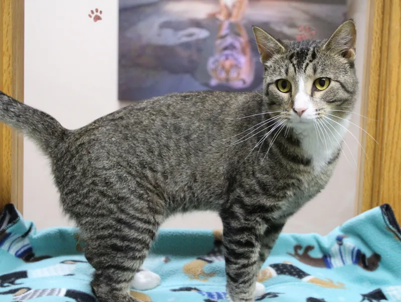 An adult large-sized male Domestic Short Hair cat named Danny for adoption in Portage, WI