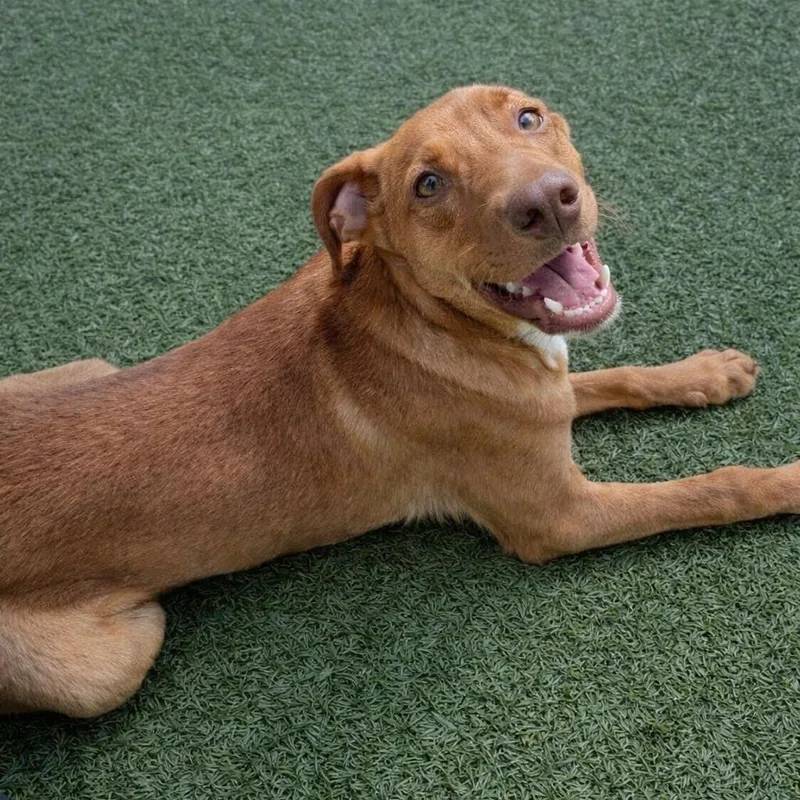 Lucky Charm thumbnail 2