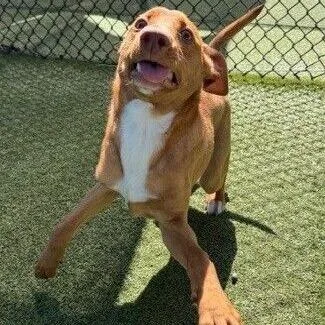 Lucky Charm thumbnail 3