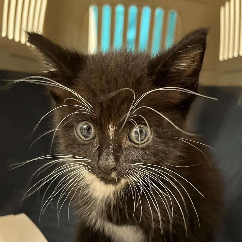 A baby small-sized female Black Domestic Short Hair cat named Mira for adoption in West Palm Beach, FL