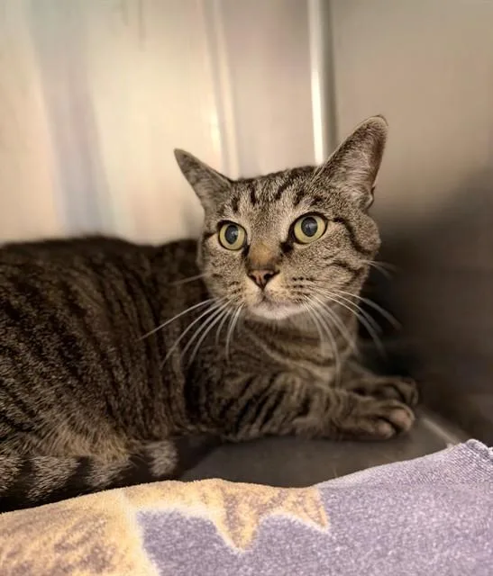An adult medium-sized female Domestic Short Hair cat named Keya for adoption in Brighton, CO