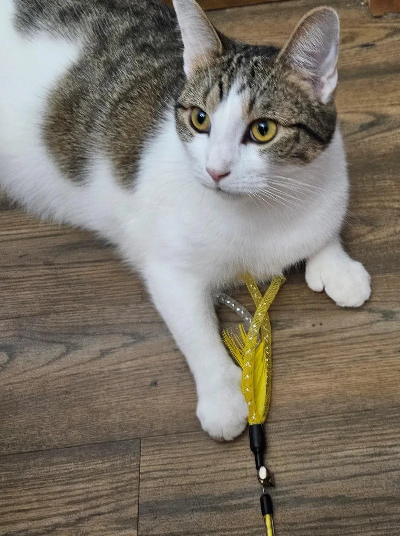 A young large-sized male Domestic Short Hair cat named Toe'd for adoption in Winchester, TN