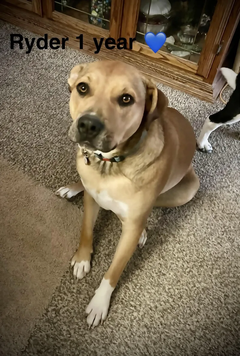 An adult large-sized male Australian Cattle Dog / Blue Heeler dog named Ryder for adoption in Jerome, ID