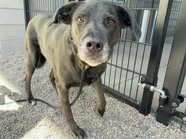 An adult medium-sized female Labrador Retriever dog named Bella for adoption in Mesa, AZ