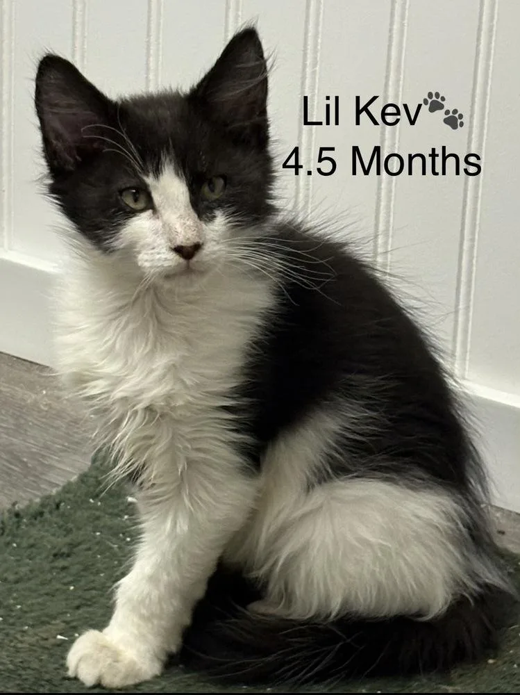 A baby small-sized male Black & White / Tuxedo Domestic Medium Hair cat named Lil Kevgroup for adoption in Telford, PA