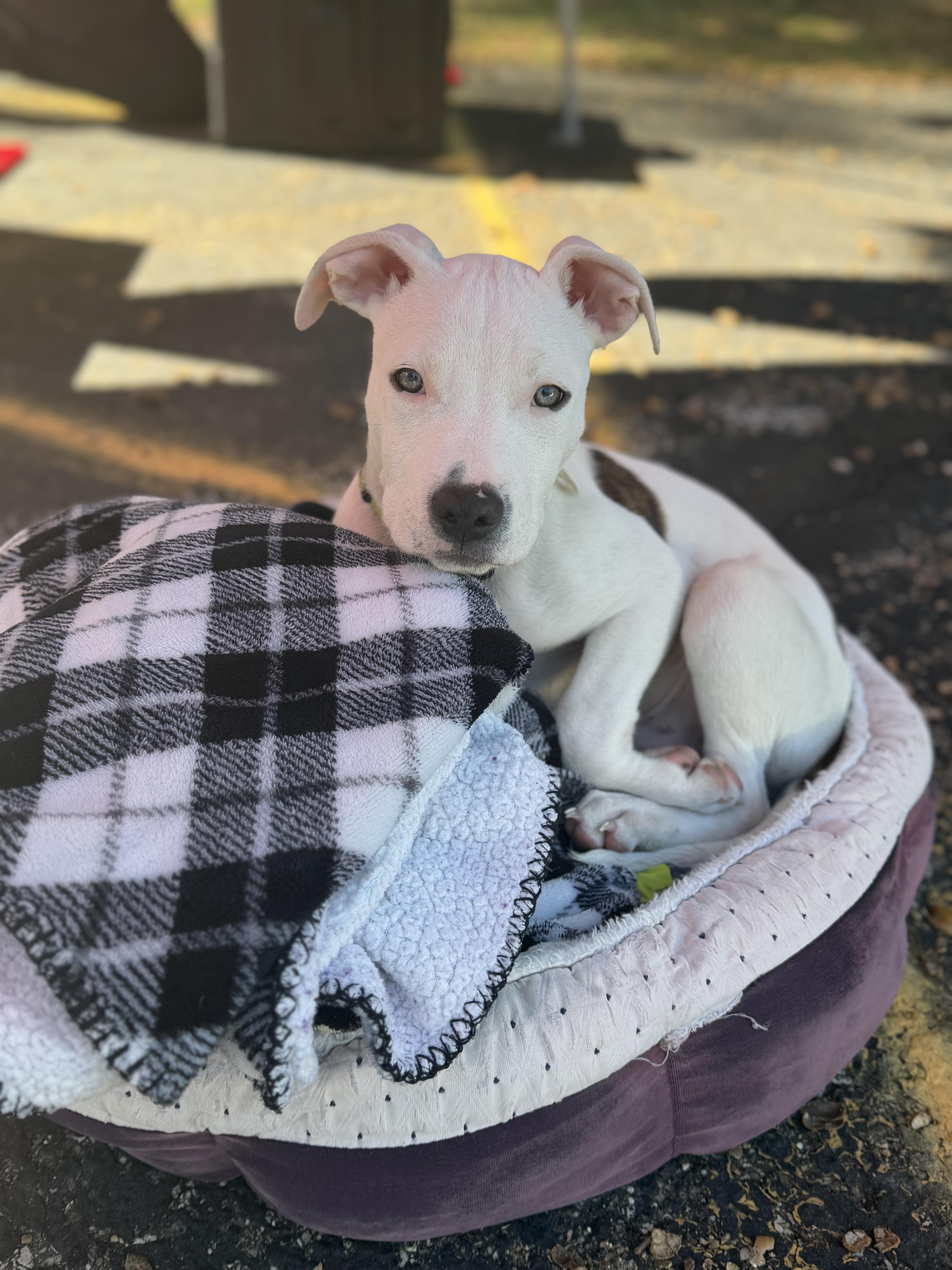 A baby medium-sized male Pit Bull Terrier dog named Otis for adoption in Seville, OH