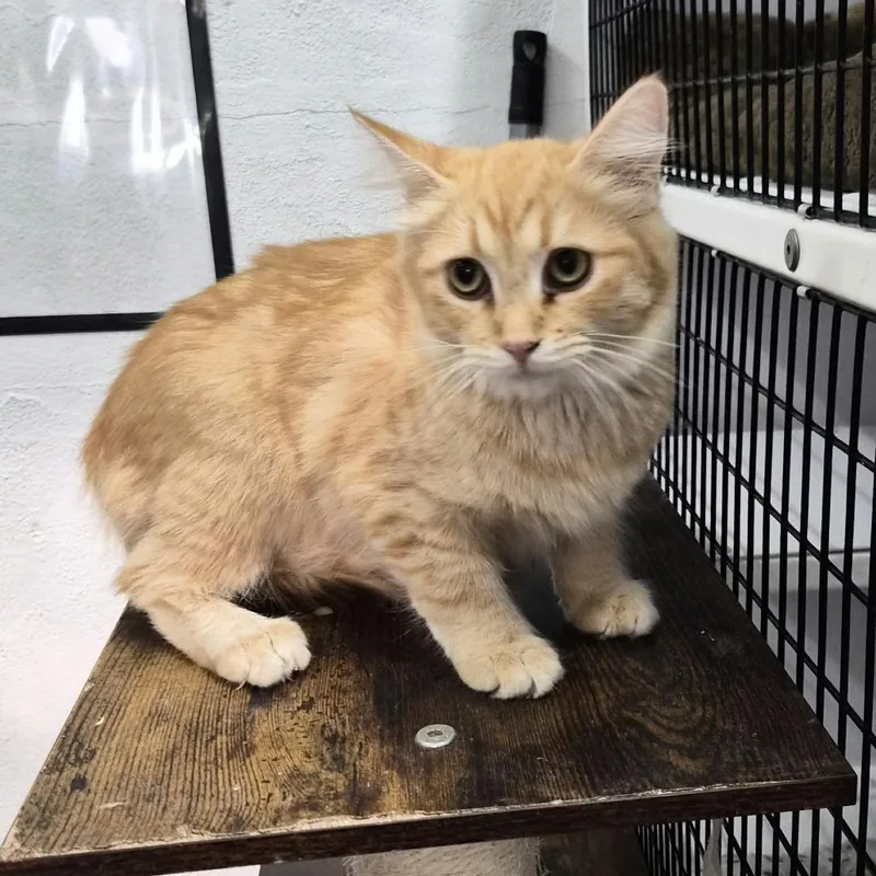 A young small-sized female Orange / Red Domestic Short Hair cat named Pumpkin for adoption in Las Cruces, NM