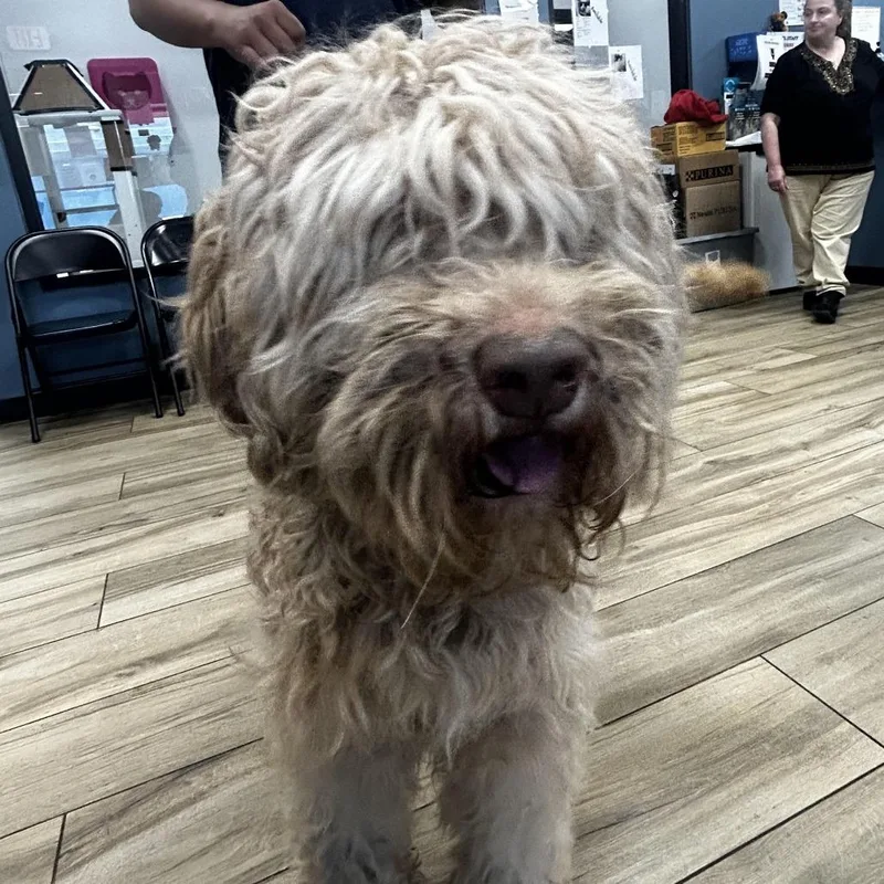 A baby small-sized male Apricot / Beige Golden Retriever dog named Scotch for adoption in Newark, NJ