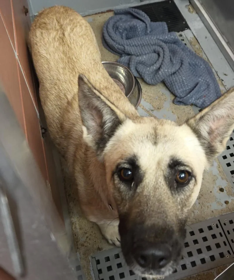 An adult medium-sized female German Shepherd Dog dog named Tina for adoption in Houston, TX