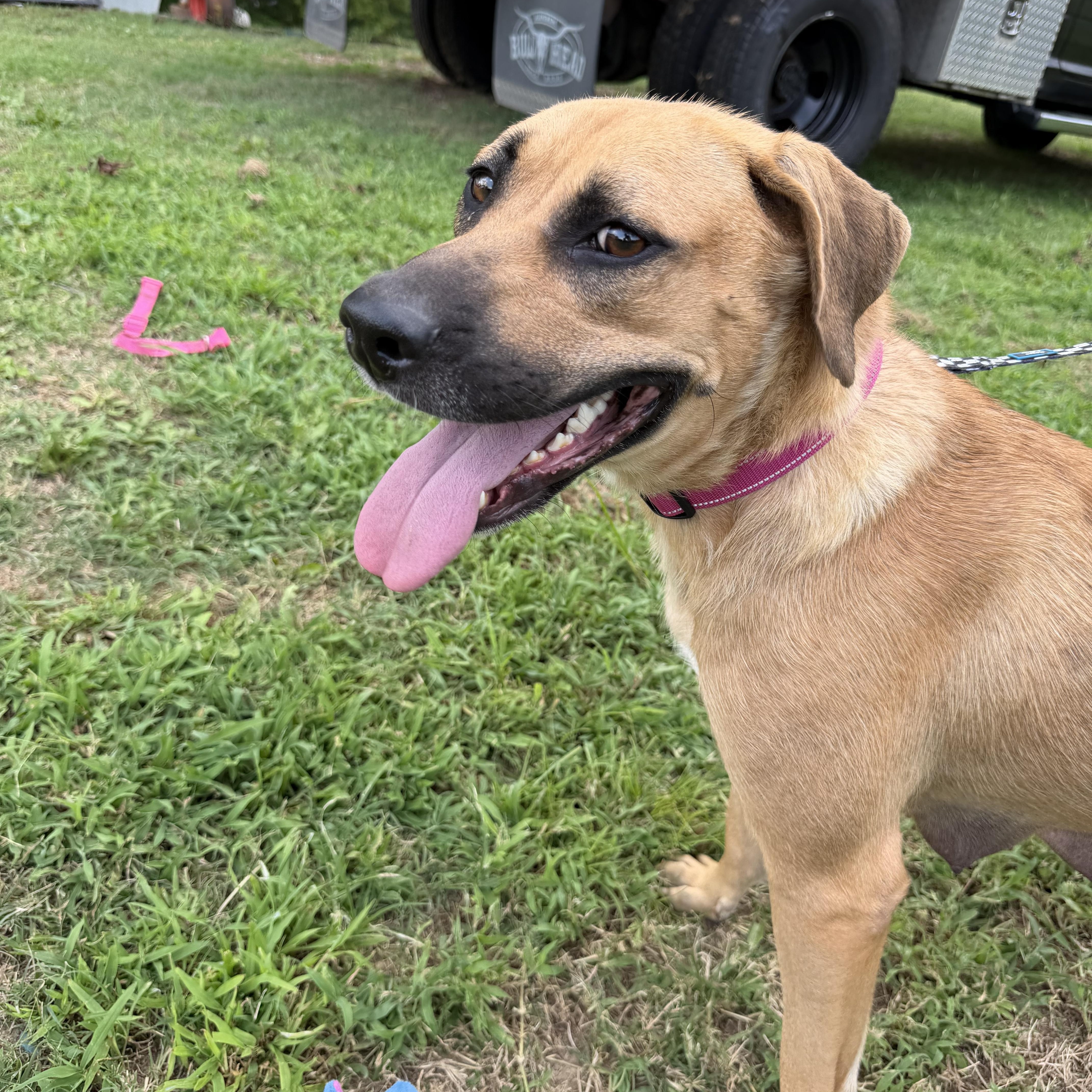An adult medium-sized female Yellow / Tan / Blond / Fawn Labrador Retriever dog named Teddi for adoption in Watertown, CT