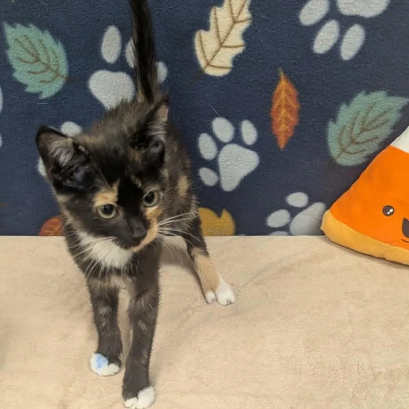 A baby medium-sized female Tortoiseshell Domestic Short Hair cat named Bubbles for adoption in Logan, OH