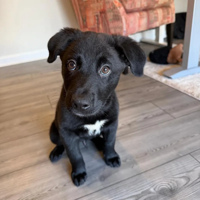 A baby medium-sized male Black Labrador Retriever dog named Skeeter for adoption in Raleigh, NC