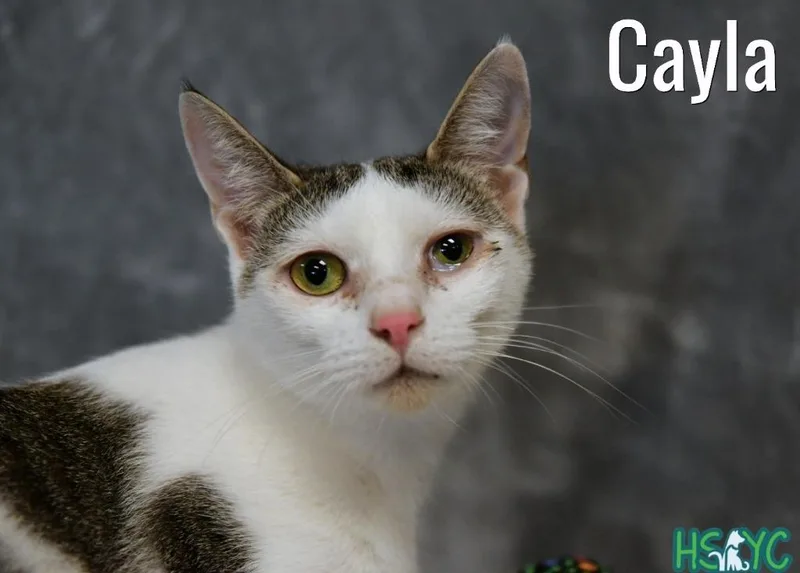 A young medium-sized female Domestic Short Hair cat named Cayla for adoption in Fort Mill, SC