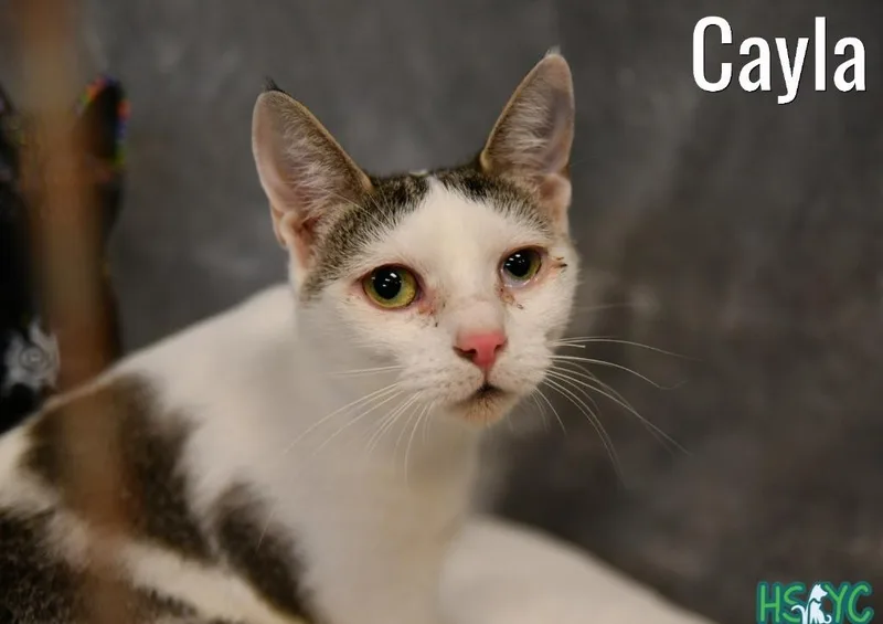 Cayla thumbnail 2