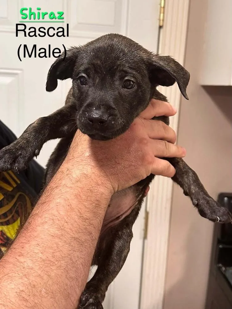 A baby small-sized male Black Terrier dog named Shiraz for adoption in Evansville, IN