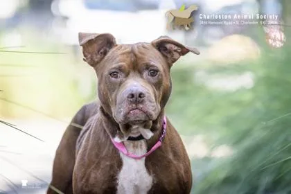 An adult large-sized female American Staffordshire Terrier dog named B Lady Lincoln for adoption in North Charleston, SC