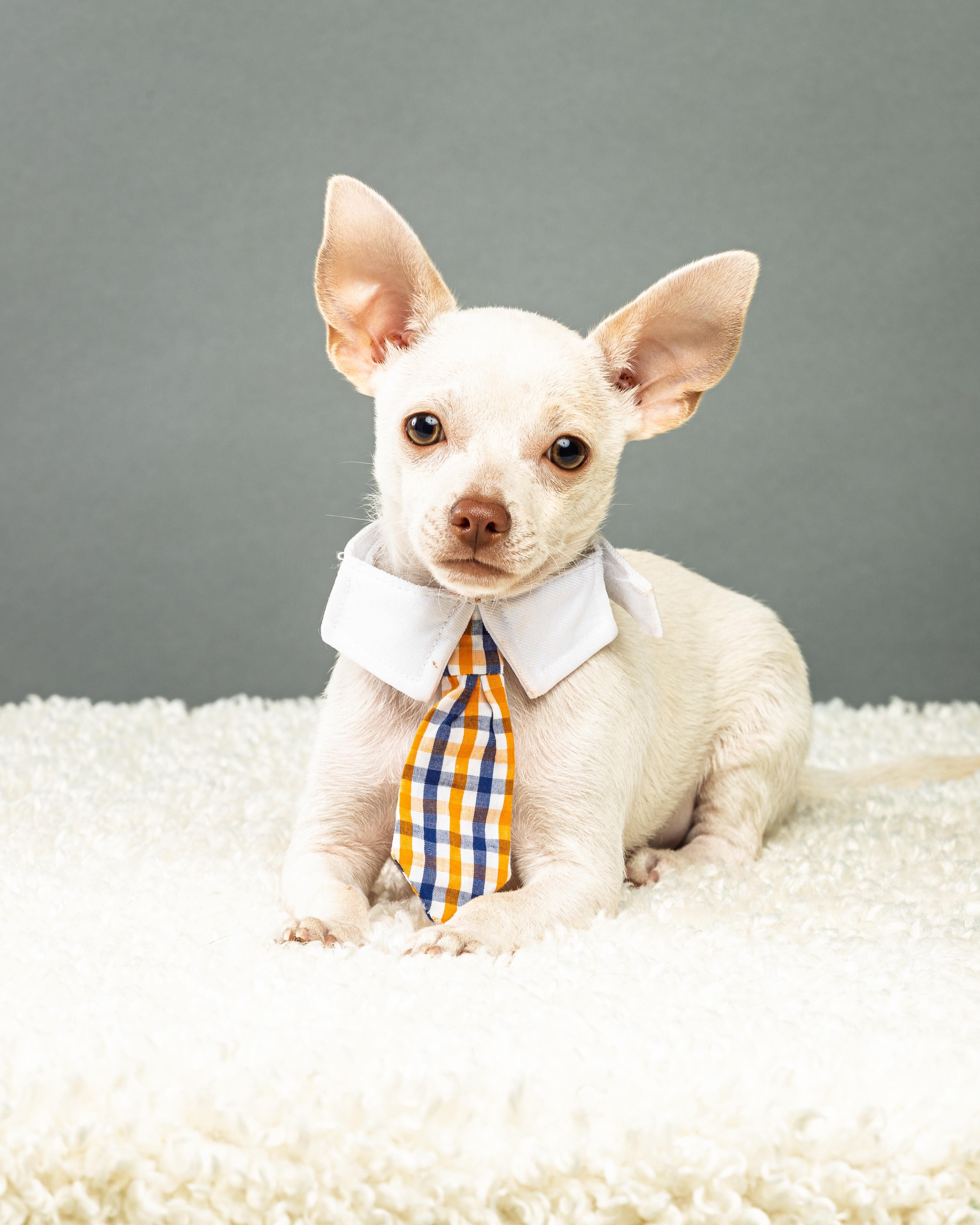 A baby small-sized male White / Cream Chihuahua dog named Gilligan  Puppy for adoption in Plano, TX
