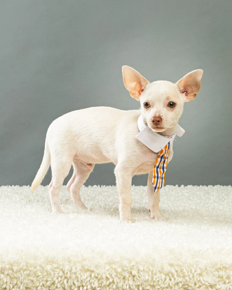 Gilligan  Puppy thumbnail 4