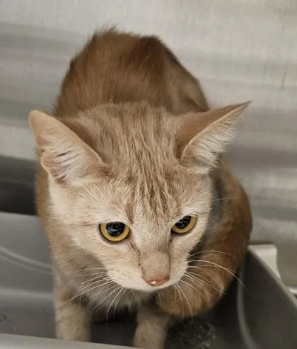 An adult medium-sized female Domestic Short Hair cat named Hyacinth for adoption in Lafayette, IN