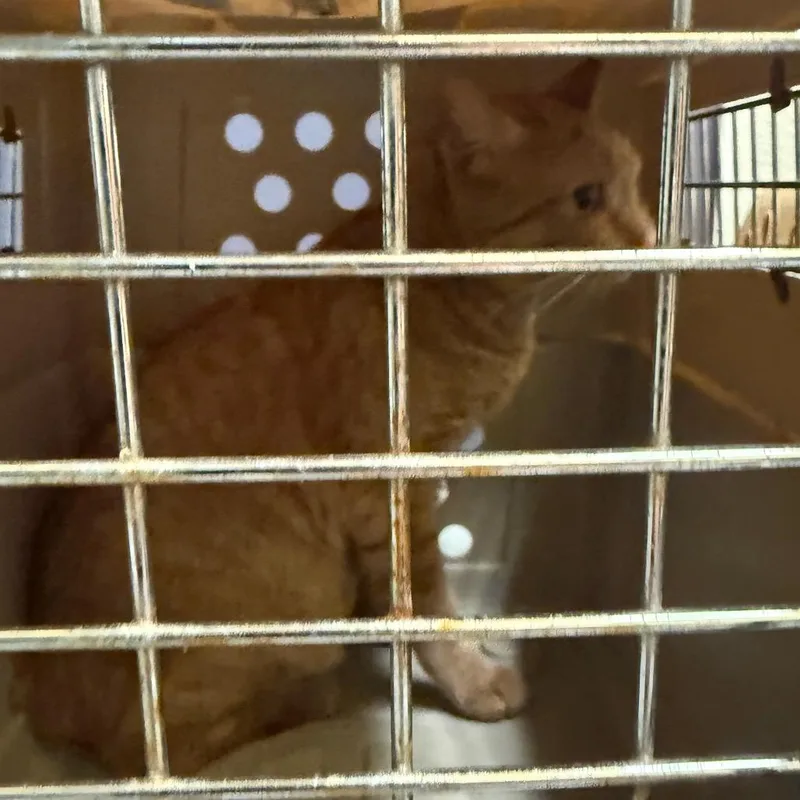 A young medium-sized male American Bobtail cat named Sonny for adoption in Charlottesville, VA