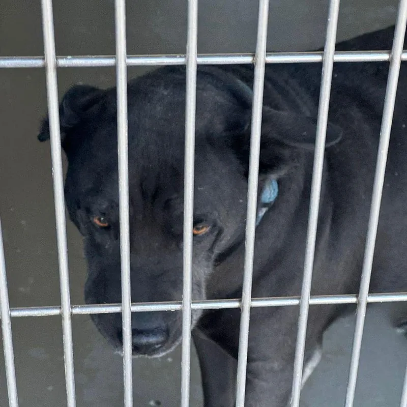 A senior large-sized male Black American Staffordshire Terrier dog named Scottybear for adoption in Kingman, AZ