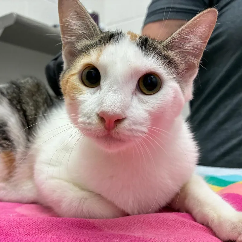 A young medium-sized female Calico Domestic Short Hair cat named Rosalia for adoption in Corpus Christi, TX