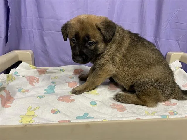 Enzo