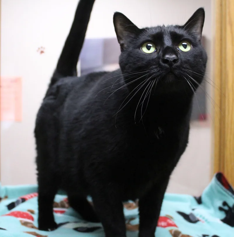 An adult extra large-sized male Black Domestic Short Hair cat named Rocket for adoption in Portage, WI
