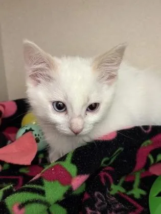 A baby medium-sized male Domestic Short Hair cat named Carolina Reaper for adoption in Sacramento, CA