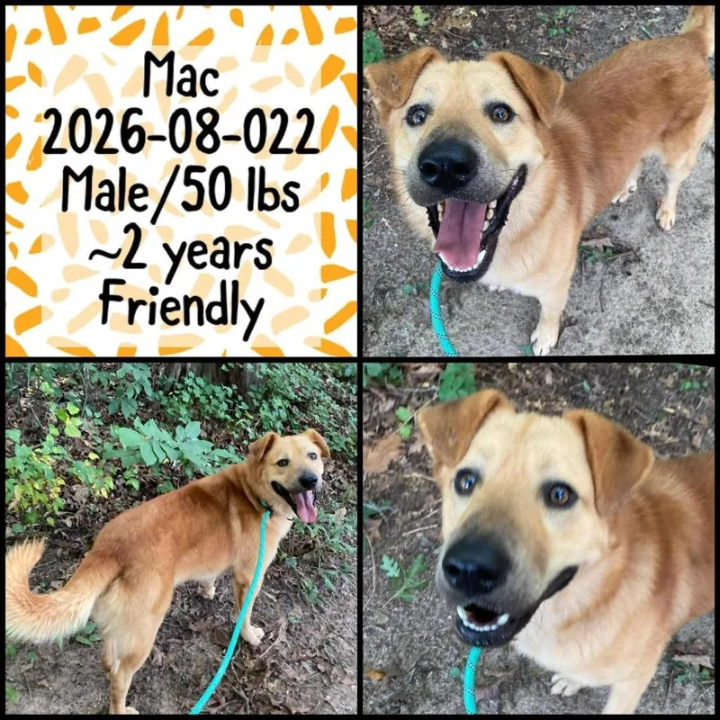 A young medium-sized male Chow Chow dog named Mac for adoption in Winder, GA