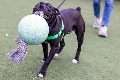 Pokerface thumbnail 2