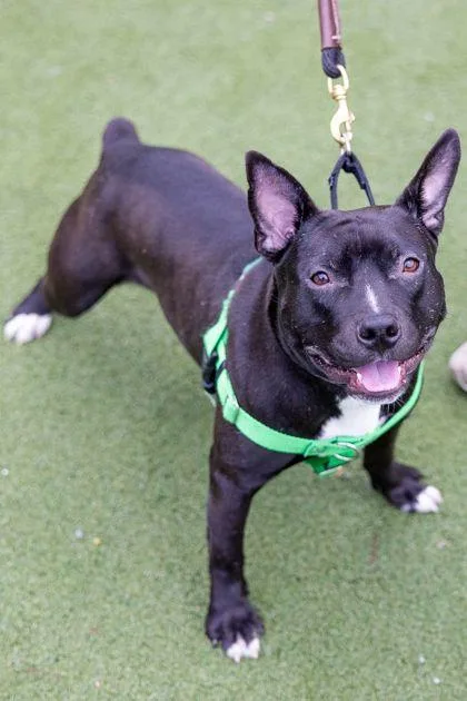 Pokerface thumbnail 3