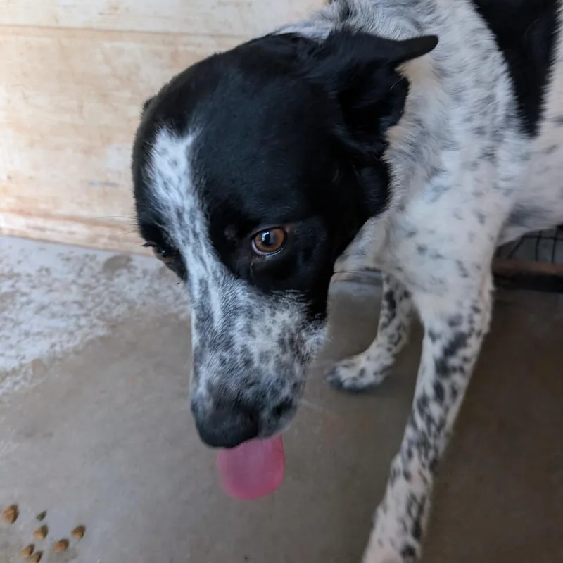 An adult medium-sized male White / Cream Cattle Dog dog named Syrup for adoption in Kanab, UT