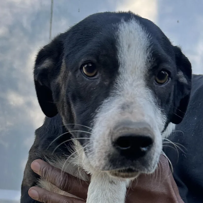 A baby medium-sized male Black Labrador Retriever dog named Ryker  Local November for adoption in Brookshire, TX