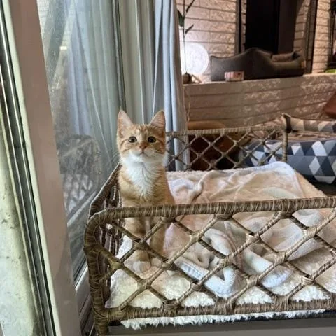 A baby medium-sized male Tabby (Orange / Red) Domestic Short Hair cat named Alfie for adoption in Fort Worth, TX